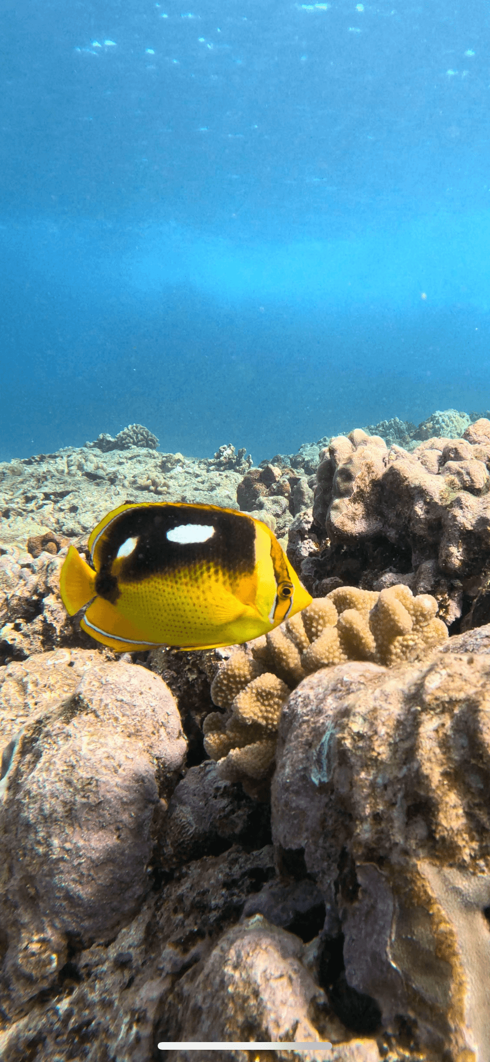 Discover Dive: Beginner Scuba Adventures on Hawaii’s North Shore