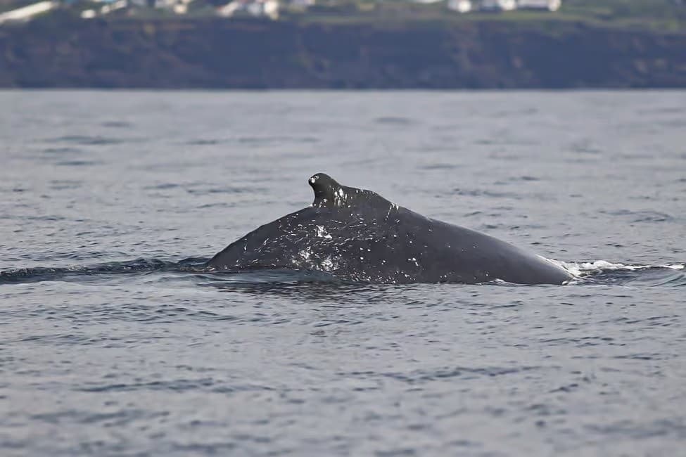 Whale & Dolphin Watching on Terceira: Volcanic Coastline, History & Conservation photo 3