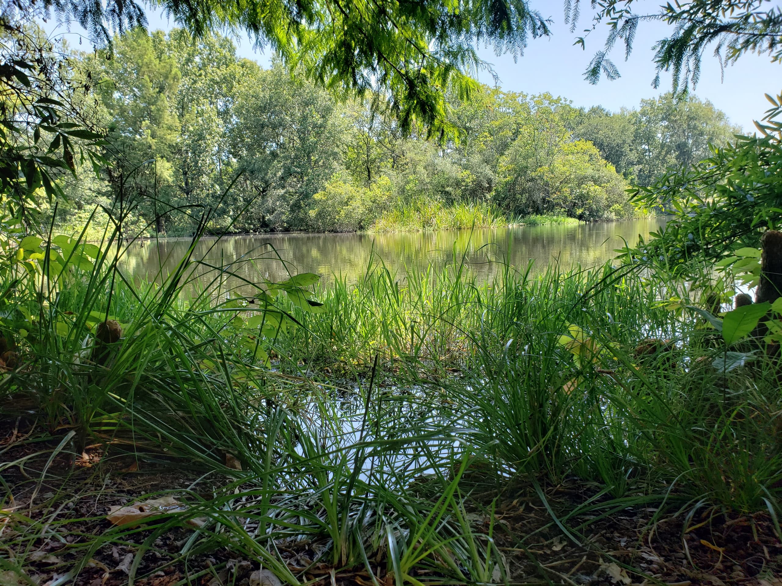 Restore Marsh Grasses at Marsh Monday in Pasadena, TX