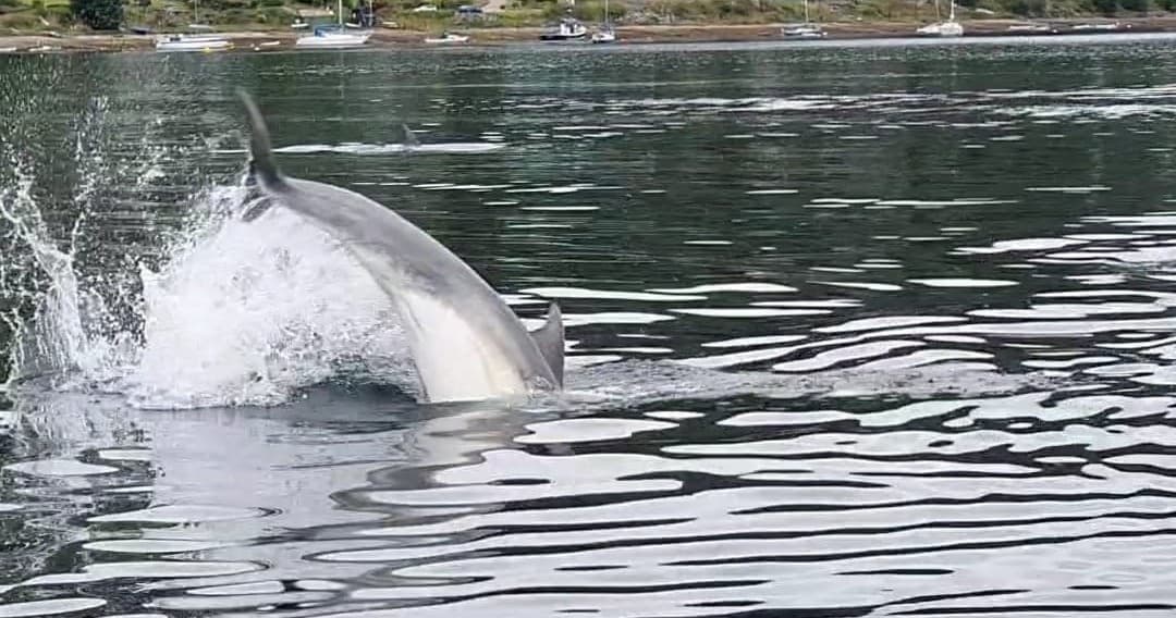 Bottlenose dolphin breaching during wildlife boat tour