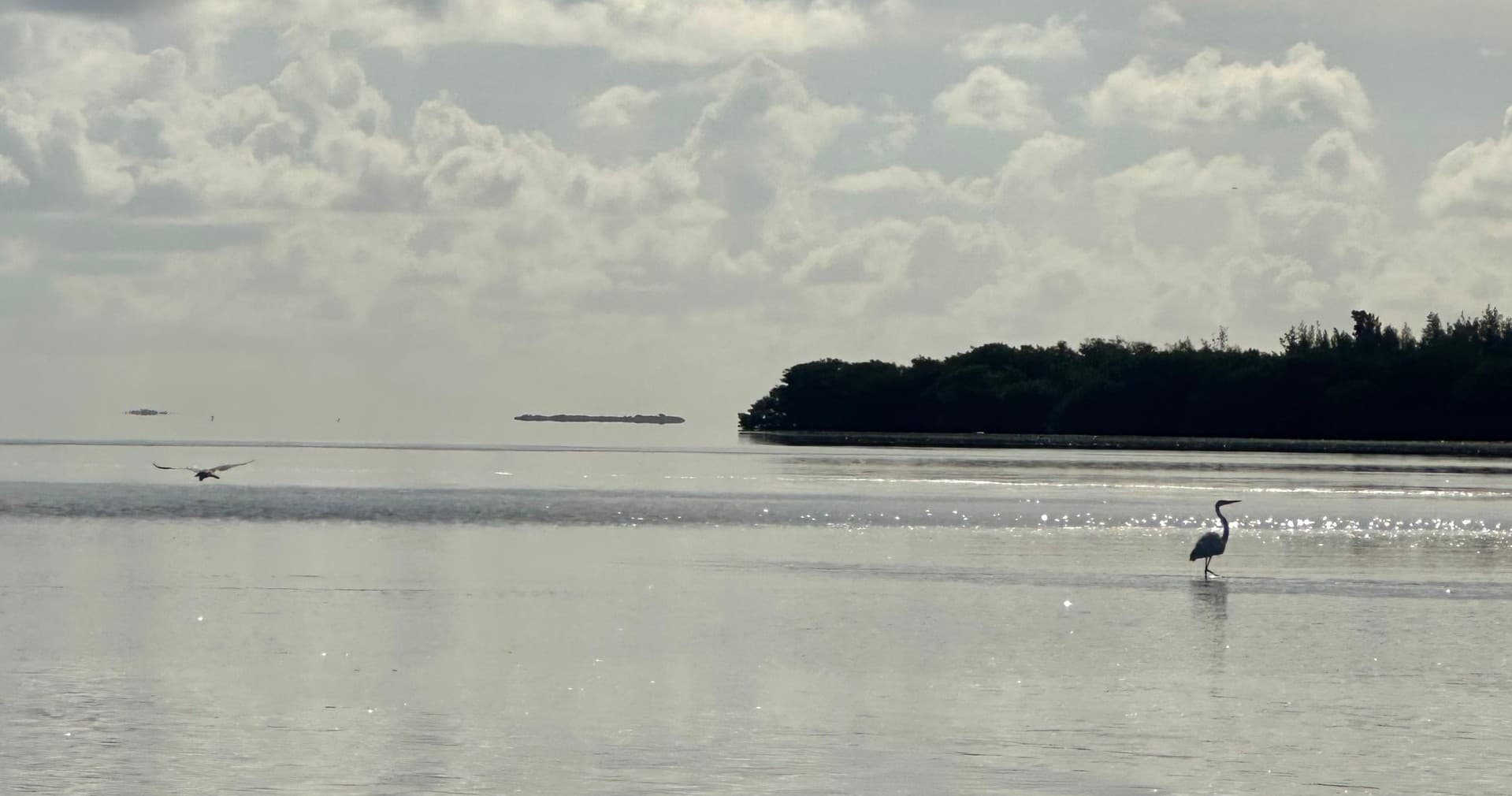 Small-Boat Island and Dolphin Tour in Key West photo 2