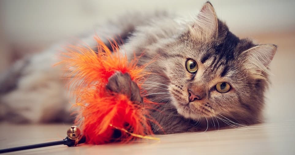 30-Minute Cat Lounge Reservation at smittenkittencatcafe in Fishers, IN
