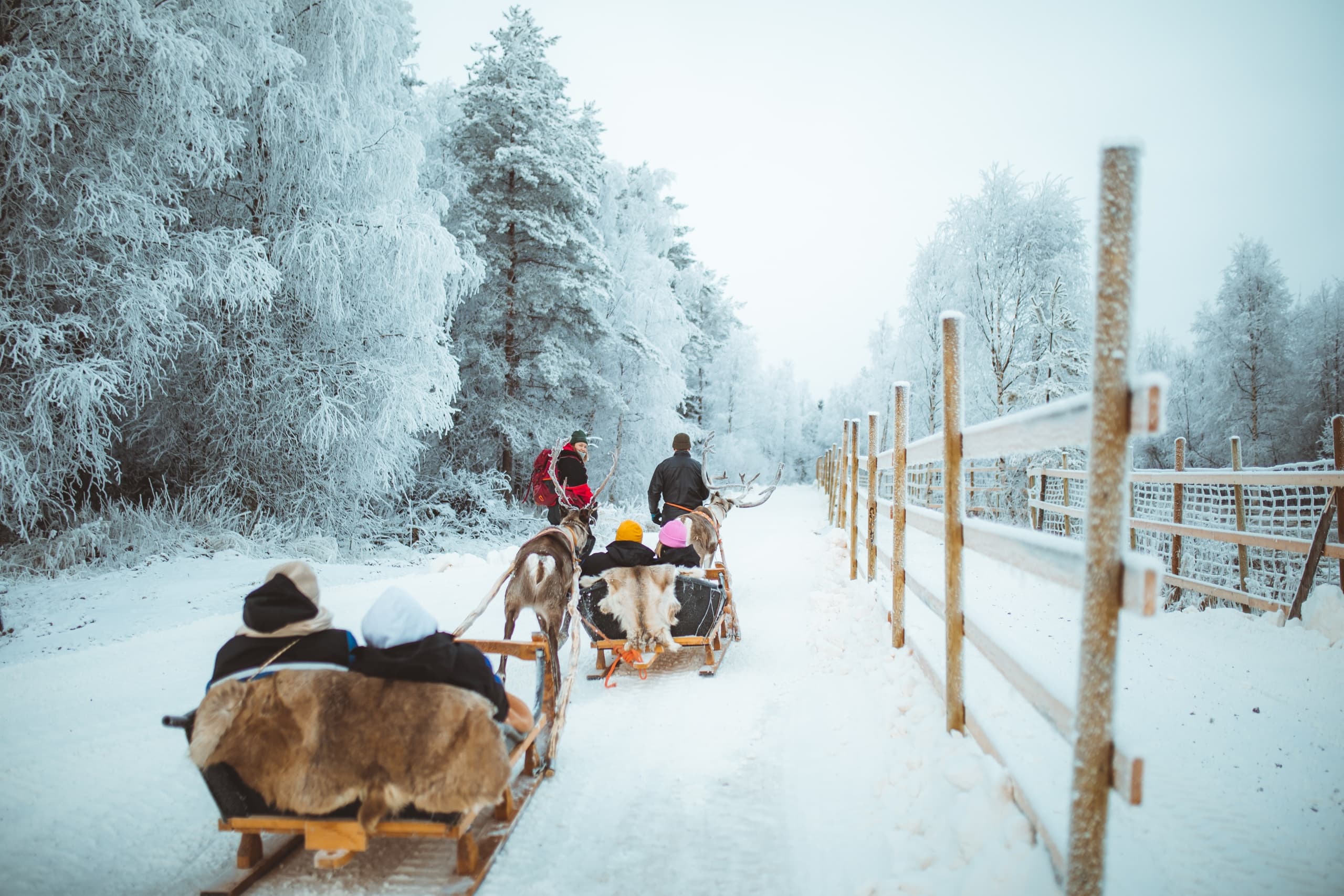 Reindeer Sleigh Ride in Rovaniemi with Apukka Resort