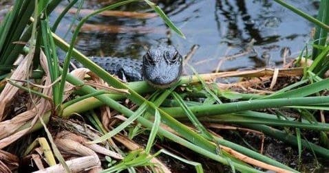 Explore Florida’s Untamed Wetlands: Join the Waitlist for Gator Bait Airboat Adventures
