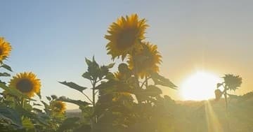 Golden Hour Sunflower Picking in Wandin East — Sunset Photography Sessions