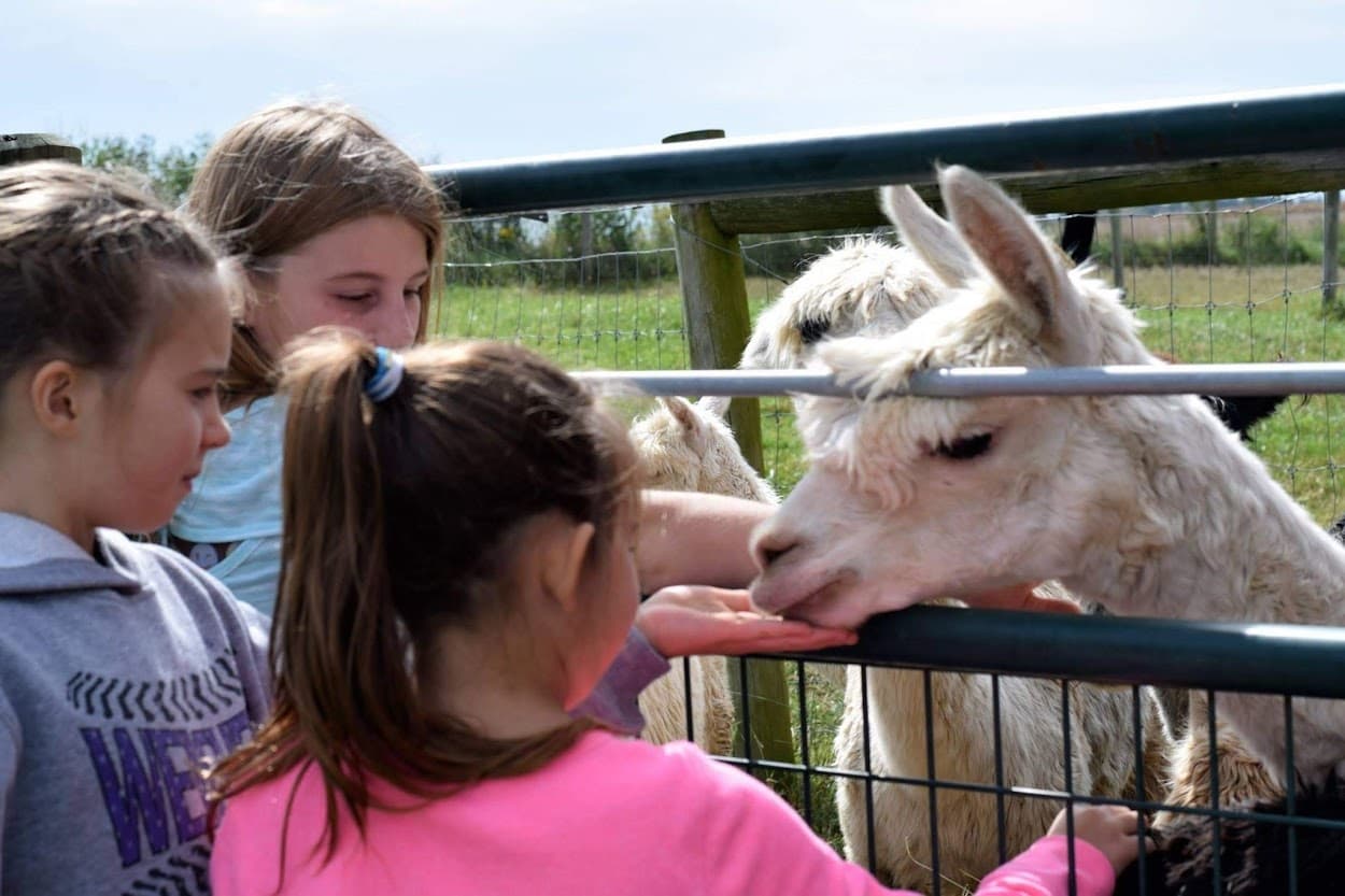 Hand-Feed Alpacas at 4175 North 1200 West — Flora Farm Visit & Alpaca Shop
