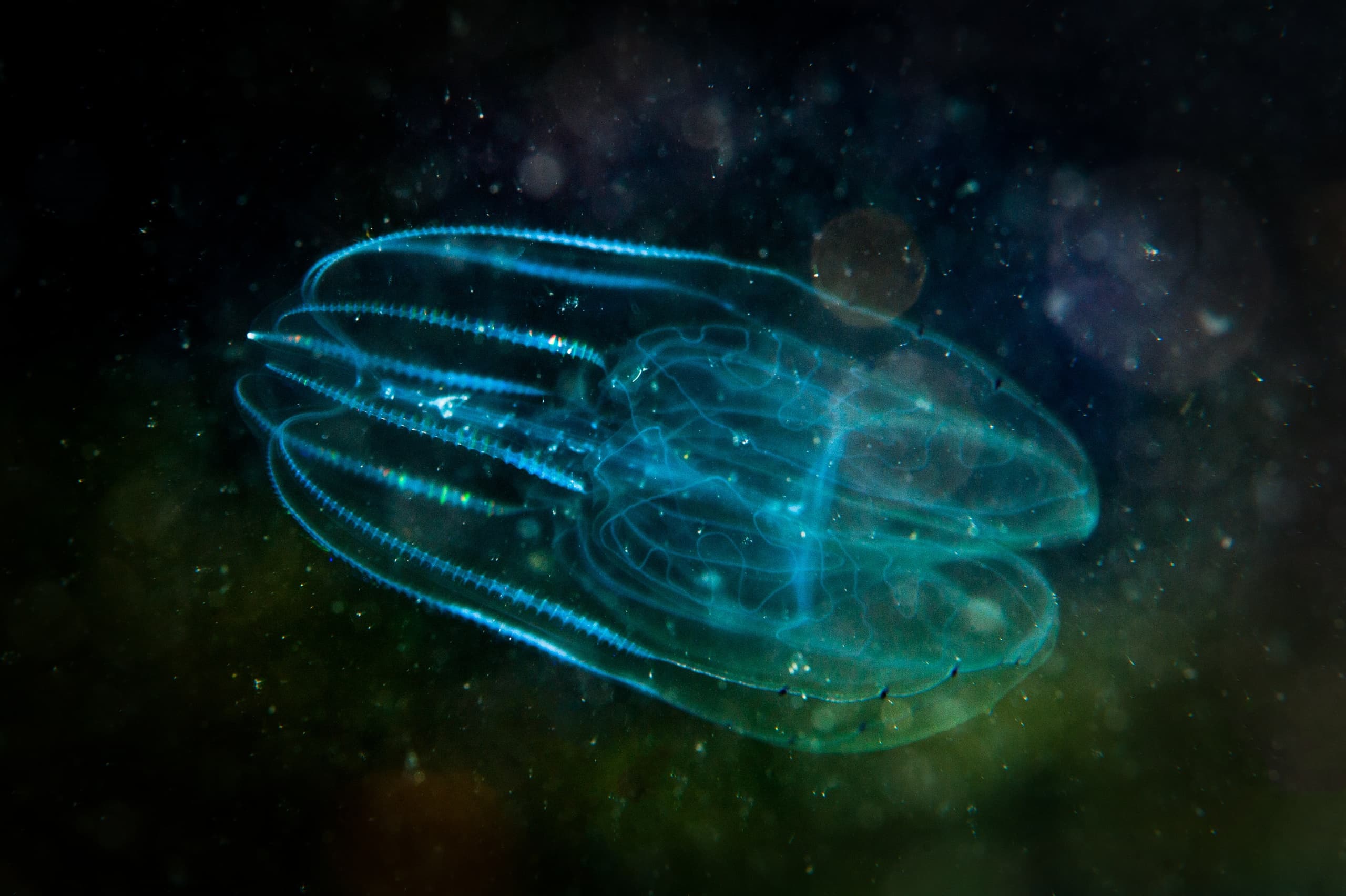 Sunset & Bioluminescence Kayak Tour at Brady-Yaks Tours Merritt Island