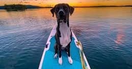 Water Activities: Pups 'n Sups Sunset Social at Little Elm