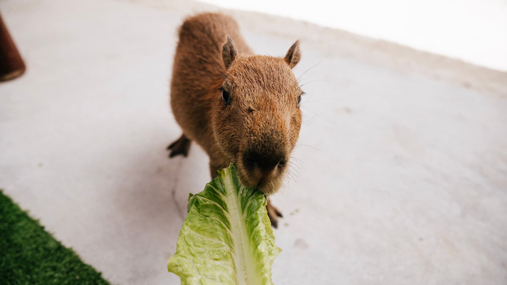 Capybara Encounter at Everglades Alligator Farm, Homestead FL