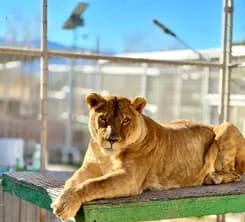 Wildlife Experiences at Forever Wild Exotic Animal Sanctuary