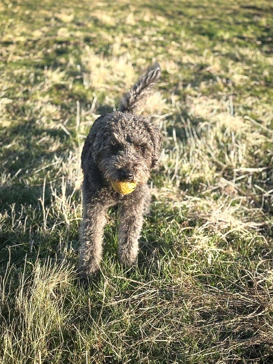 Dog Day Care Service by Poppy's Perfect Pups in Durham
