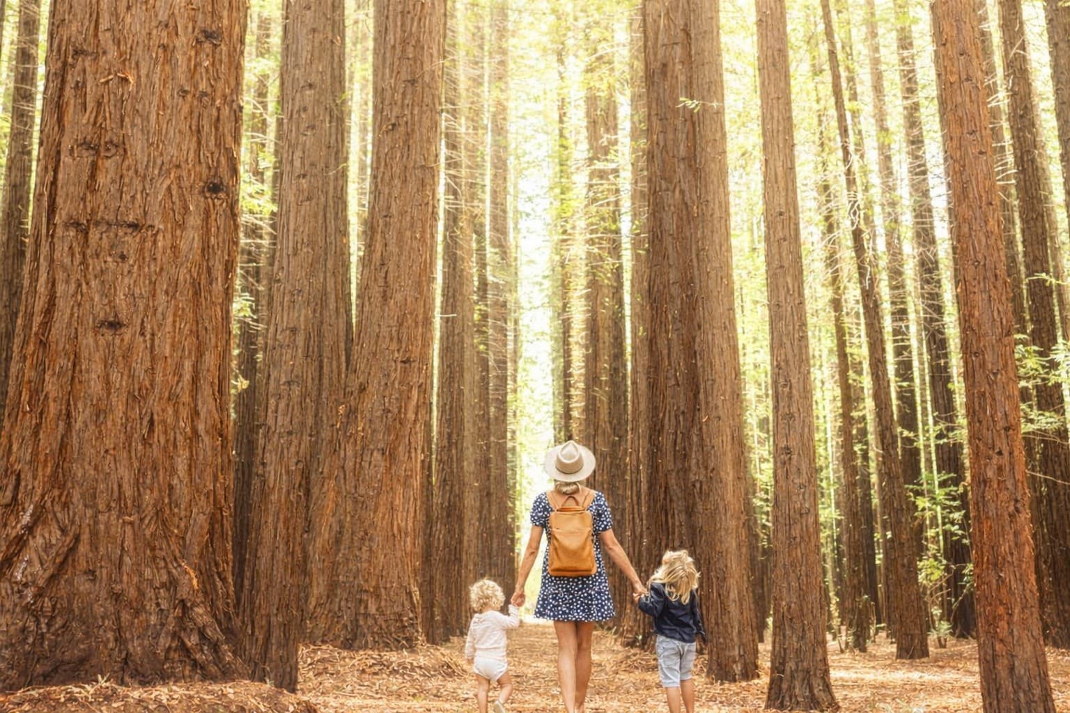 Yarra Valley Day Trip: Redwoods, Wildlife & Chocolate from Melbourne