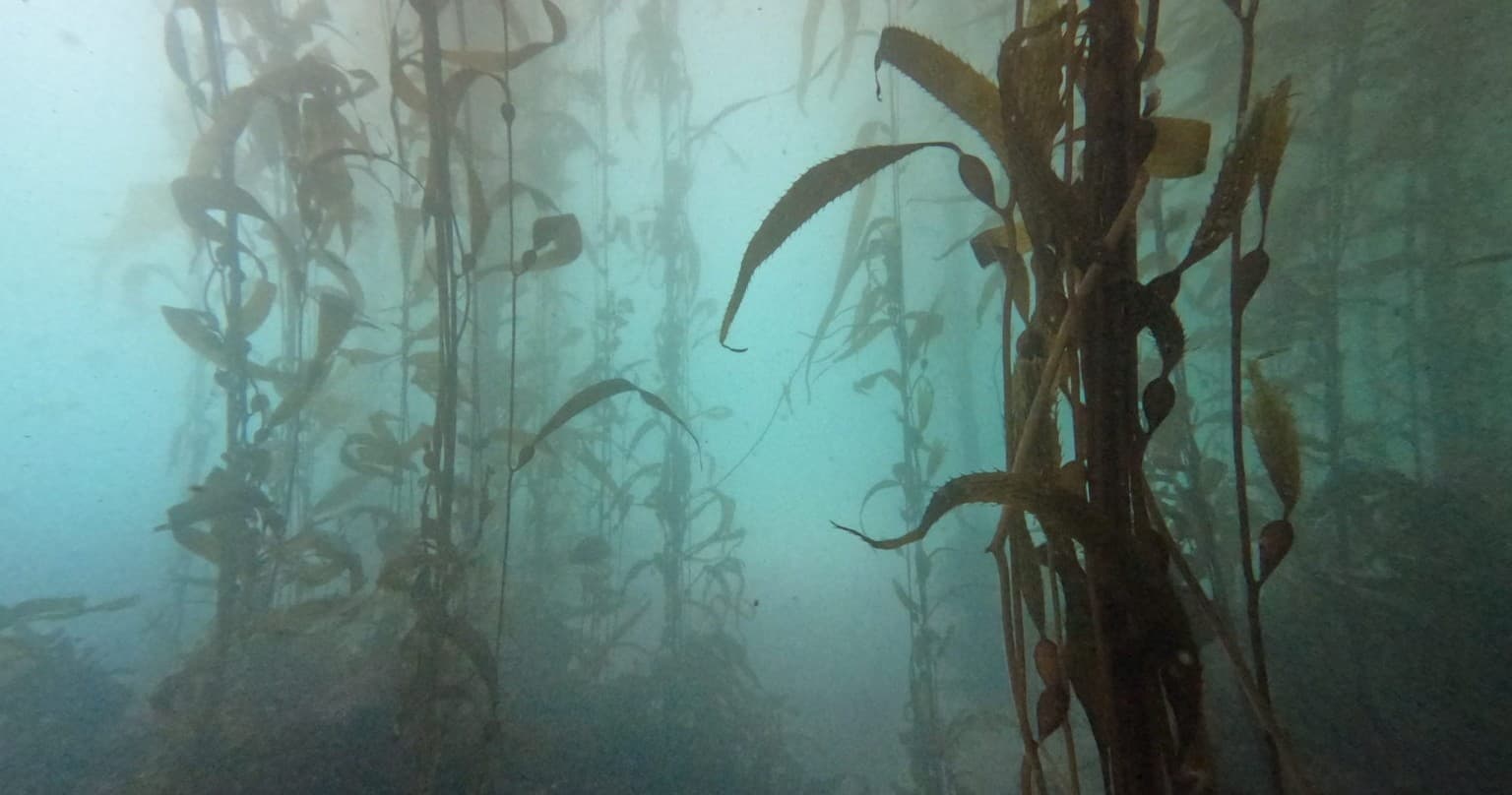 Freediving Adventures with Toe's Freediving Near Seattle