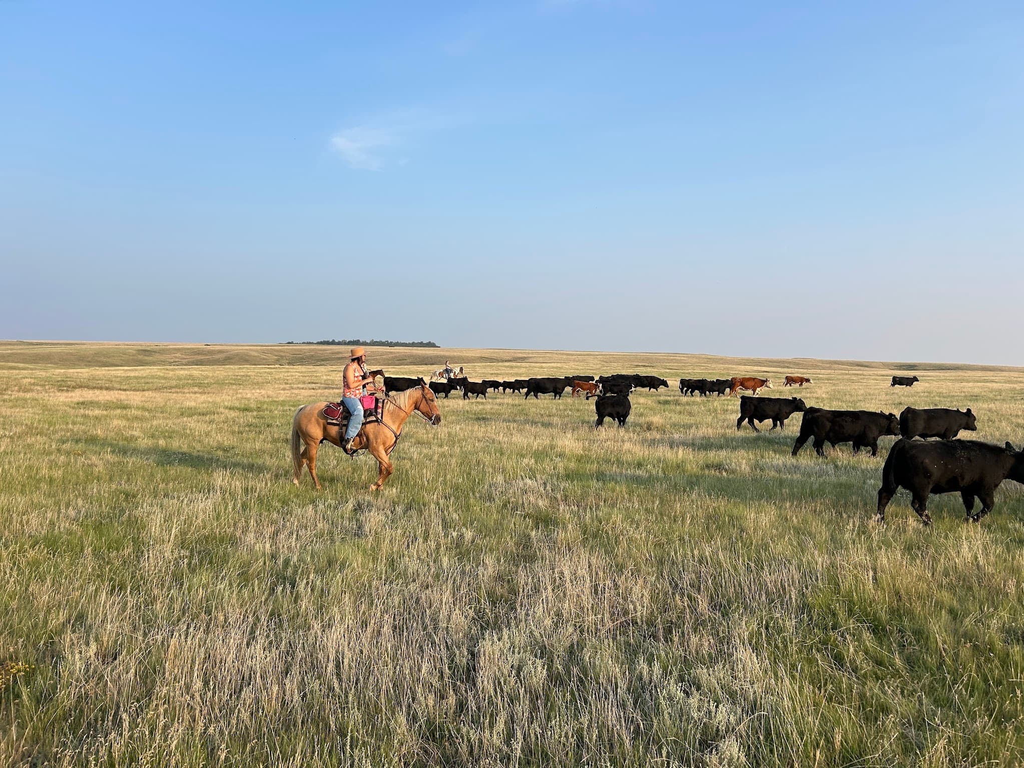 Cattle & Coulees: Two-Hour Prairie Ride Near McLain, Mississippi photo 2