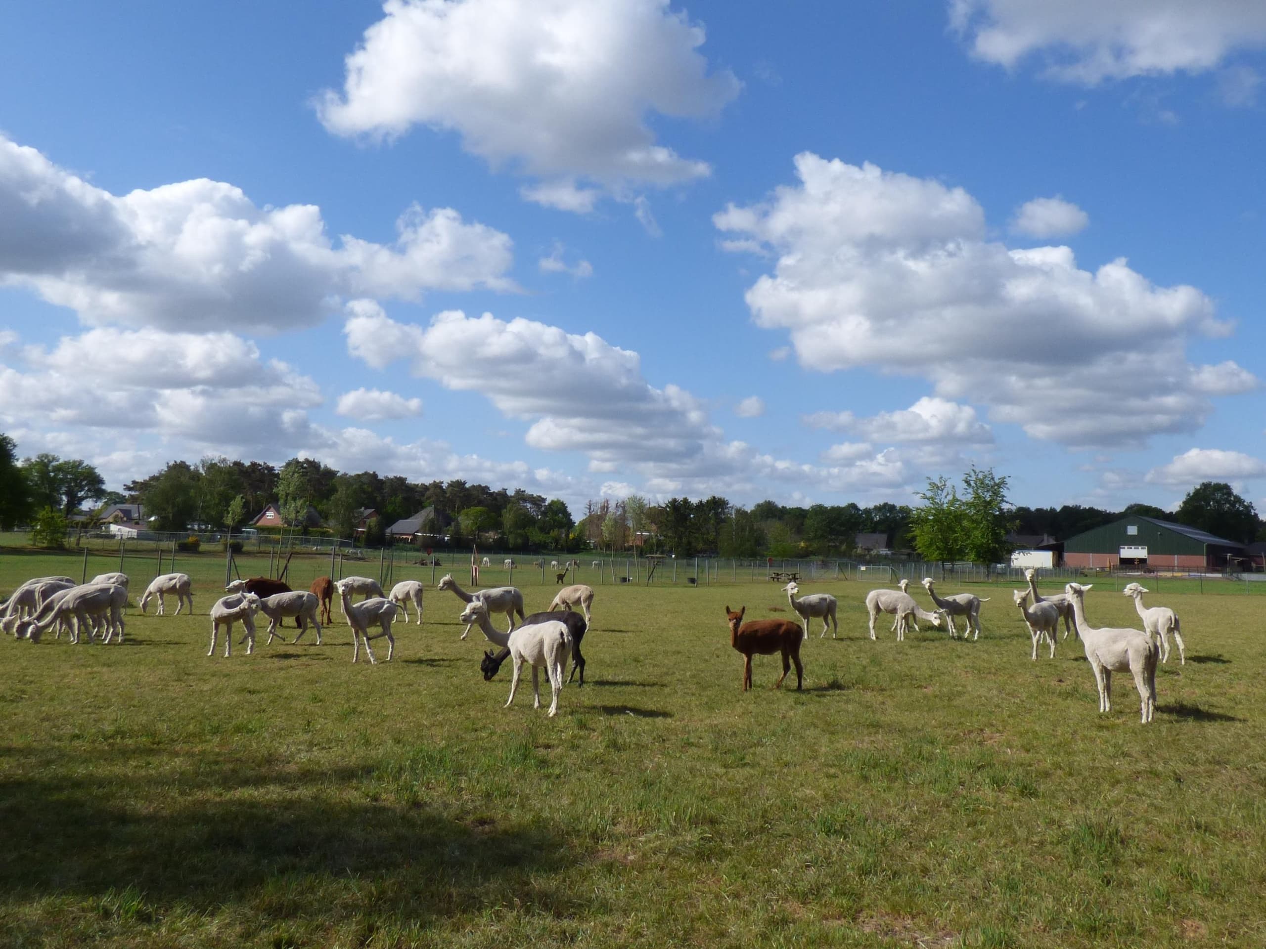 Experience Up-Close Encounters: Quality Time with Alpacas in Bocholt, Belgium
