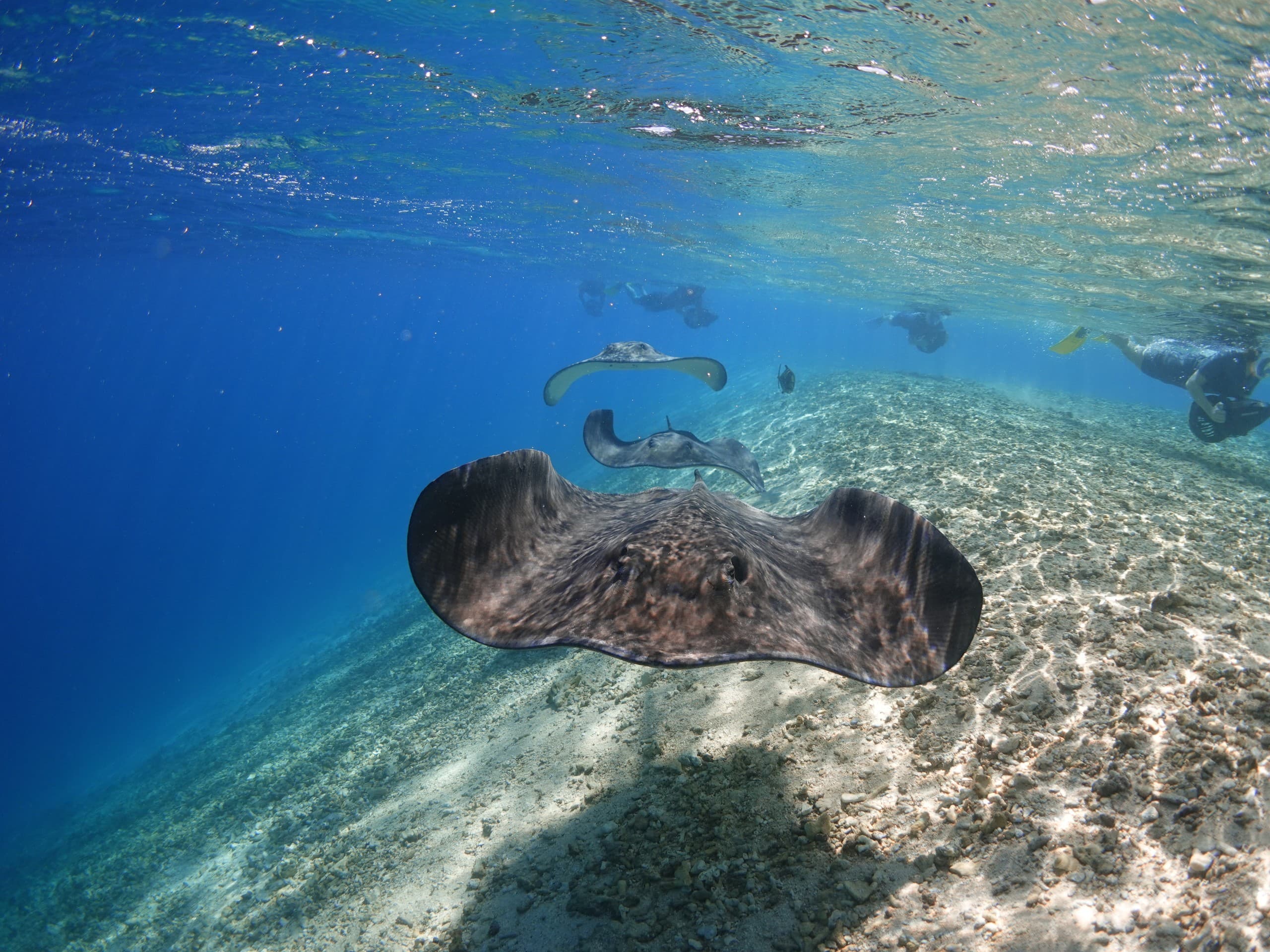 Sea Scooter Jet Snorkeling on Moorea: Electric Reef Adventure with Turtles & Rays photo 3