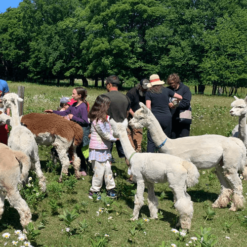 meet-the-alpacas-meadowview-alpaca-farm-bruce-mines-ontario