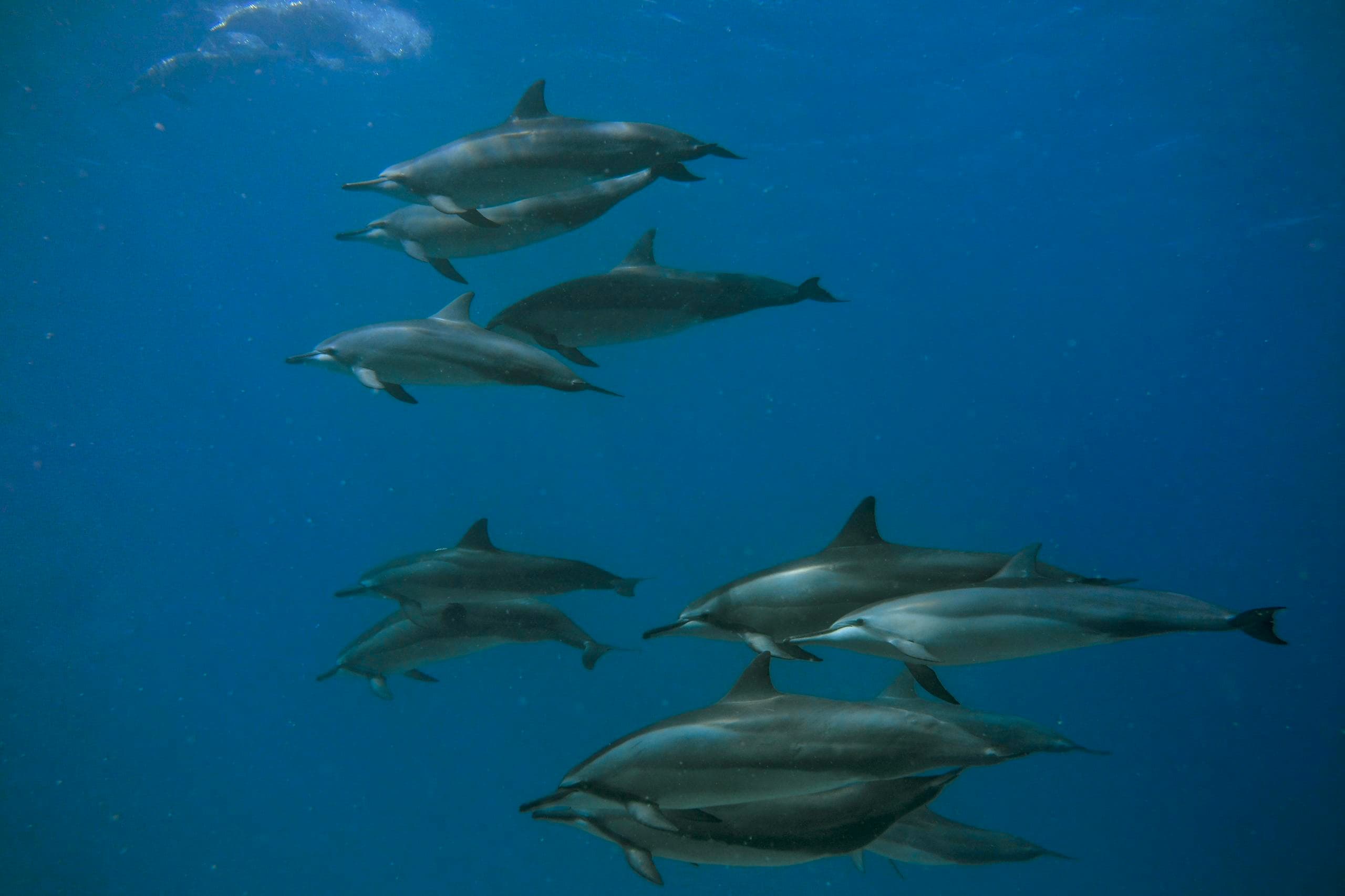 Water Activities & Banzai Divers Hawaii: Discover Electric Beach Dive