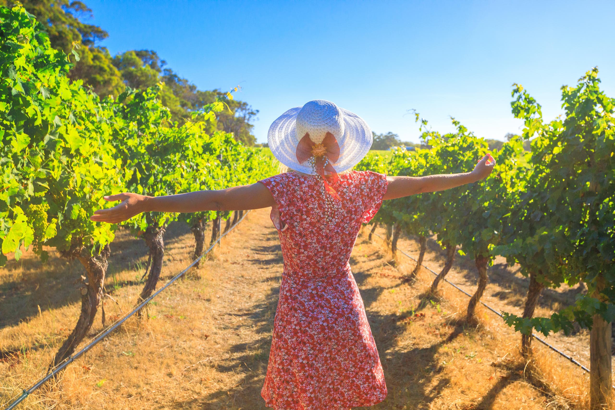 Lugana Wine Journey with Bologna Tour at Lake Garda