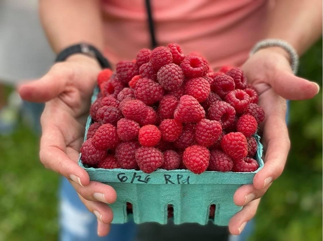 Pick-Your-Own Strawberries, Raspberries & Sunflowers Near Granger, IA photo 1