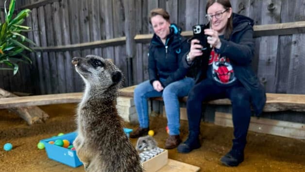 Face-to-Face with Wildlife: Animal Encounter at Jigsaw Farm in Northern Ireland