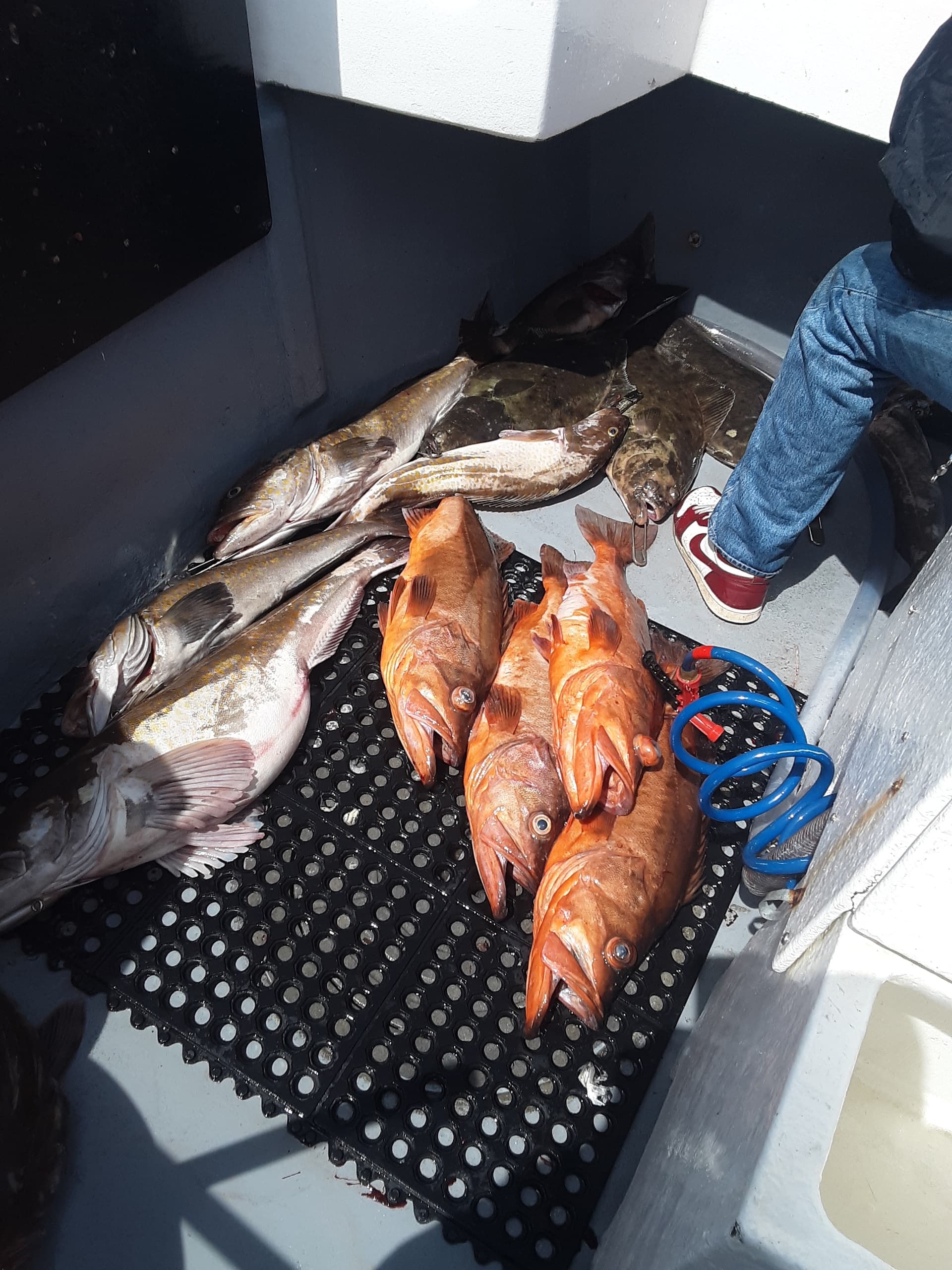 Deep Water Lingcod Fishing Off Westport: 12-Hour Charter for Big Lingcod and Rockfish photo 3