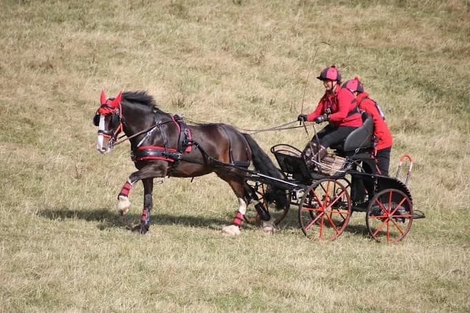 Master Carriage Driving in 3 Days: An Intensive Course in Dulnain Bridge, Scotland