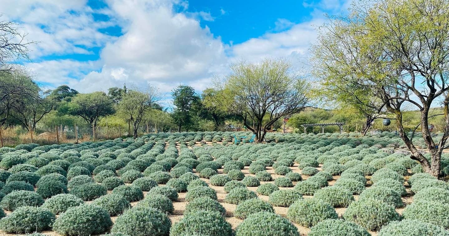 Family Fun at Life Under the Oaks Lavender Farm in Oracle, Arizona