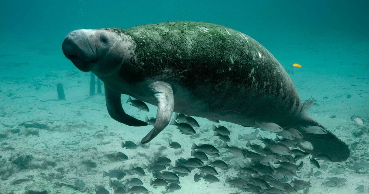 Manatee swimming in clear Florida spring waters on wildlife tour