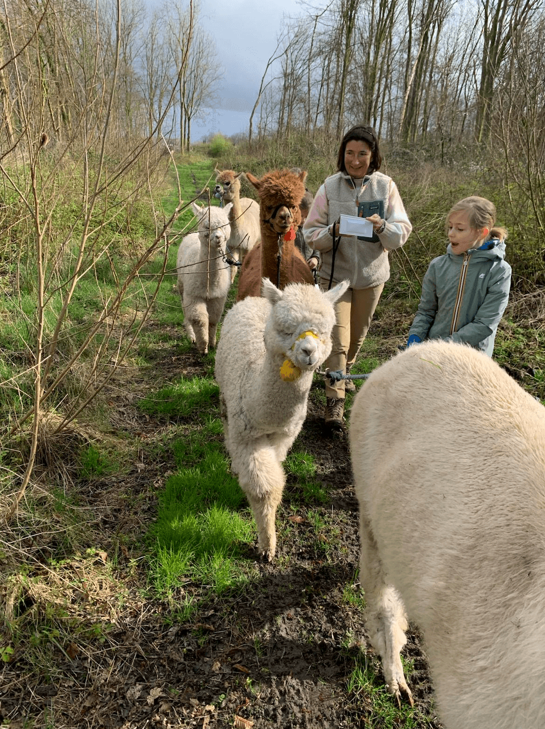 Family leading alpaca trek through wooded Zeeland trail outdoors