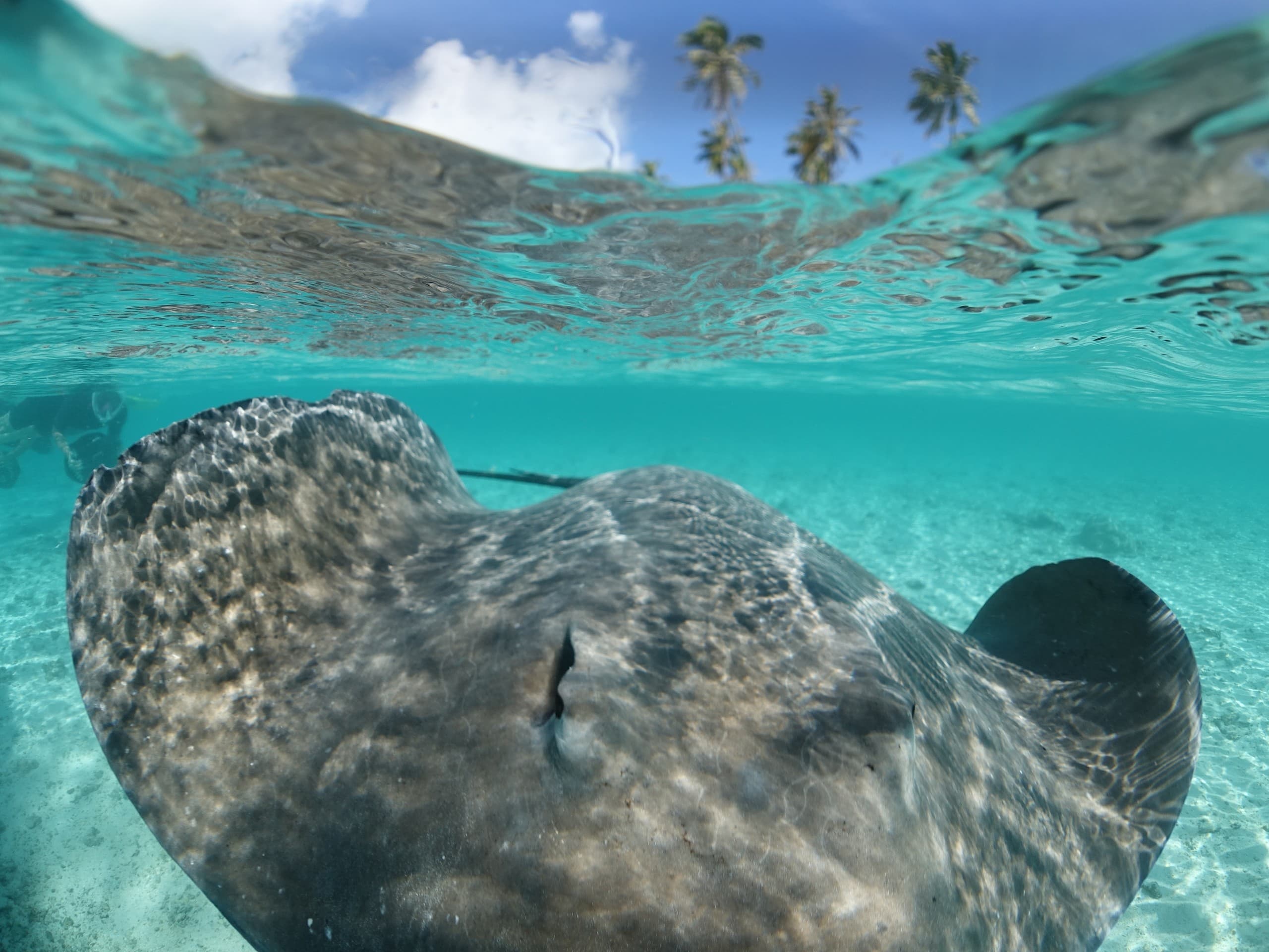 Private Sea-Scooter Boat Tour in Moorea Lagoon: Swim with Turtles & Coral Gardens