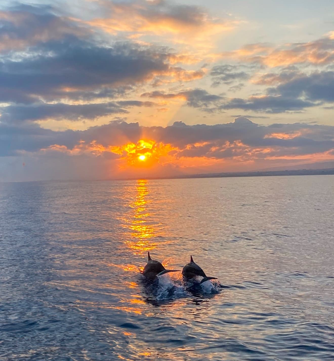 Experience the Magic of Hilton Head Island on a Sunset Dolphin Tour