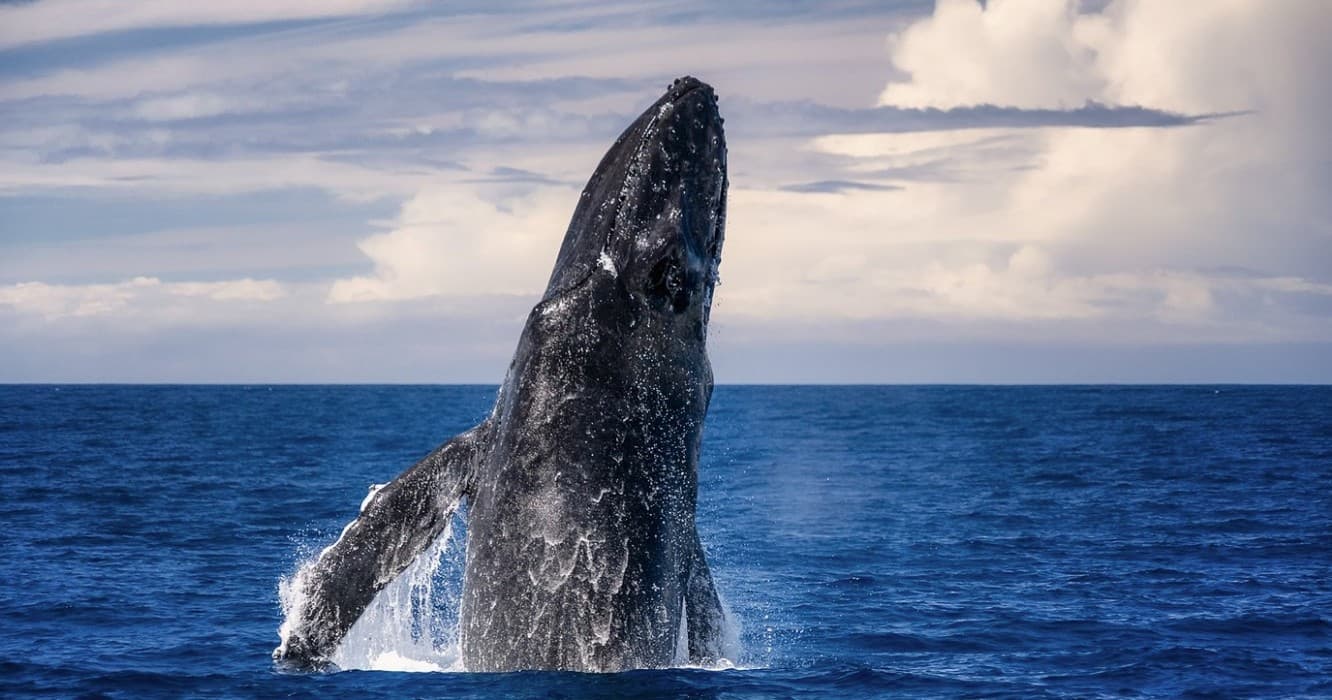 Best Big Island Whale Watch Adventure in Waimea, Hawaii