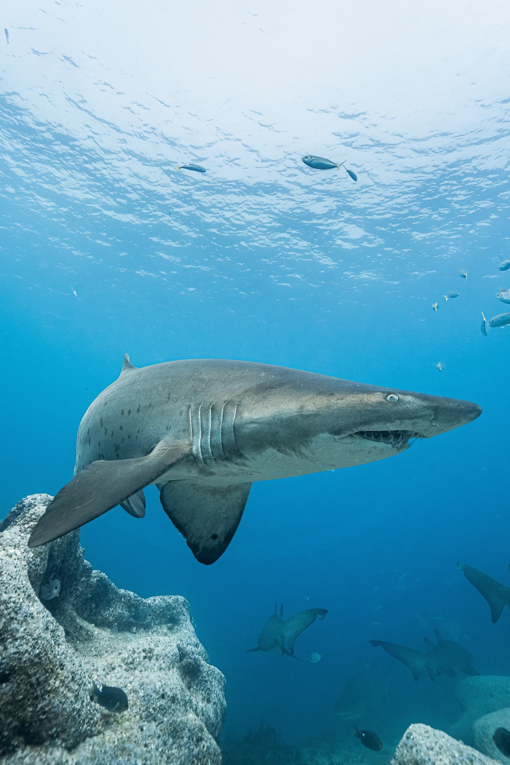 Ocean Confidence and Shark Awareness: Beginner Sea Skills in Woollamia, NSW photo 1