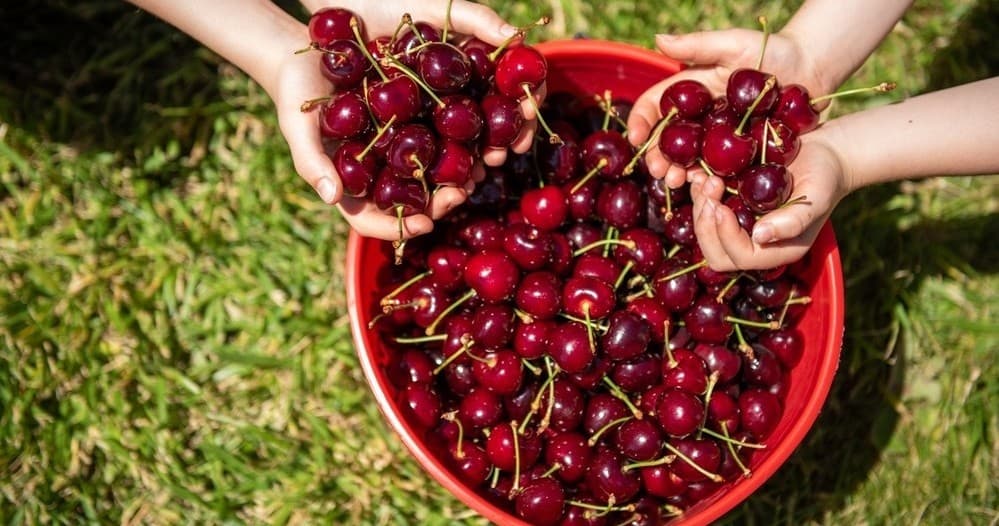 Cherry Picking Adventure at CherryHill Orchards, Coldstream