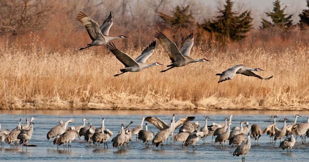 Counting Cranes: Inside the Platte River's Spring Migration Film and Q&A