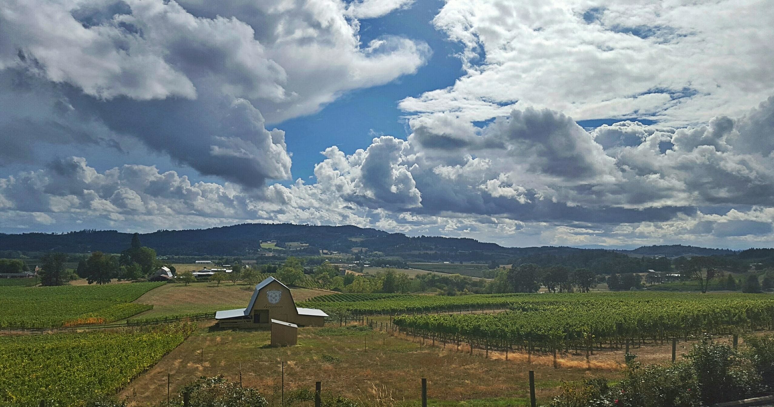 Rolling farmland and vineyard under dramatic clouds, open landscape