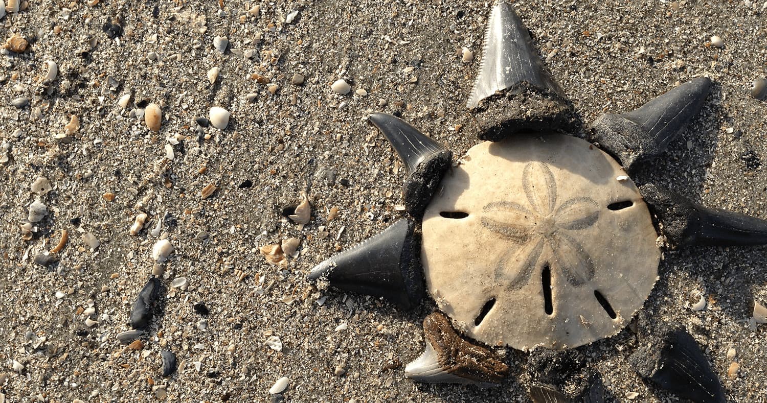 Water-Activities: Shelling Expedition by Harborview Charters