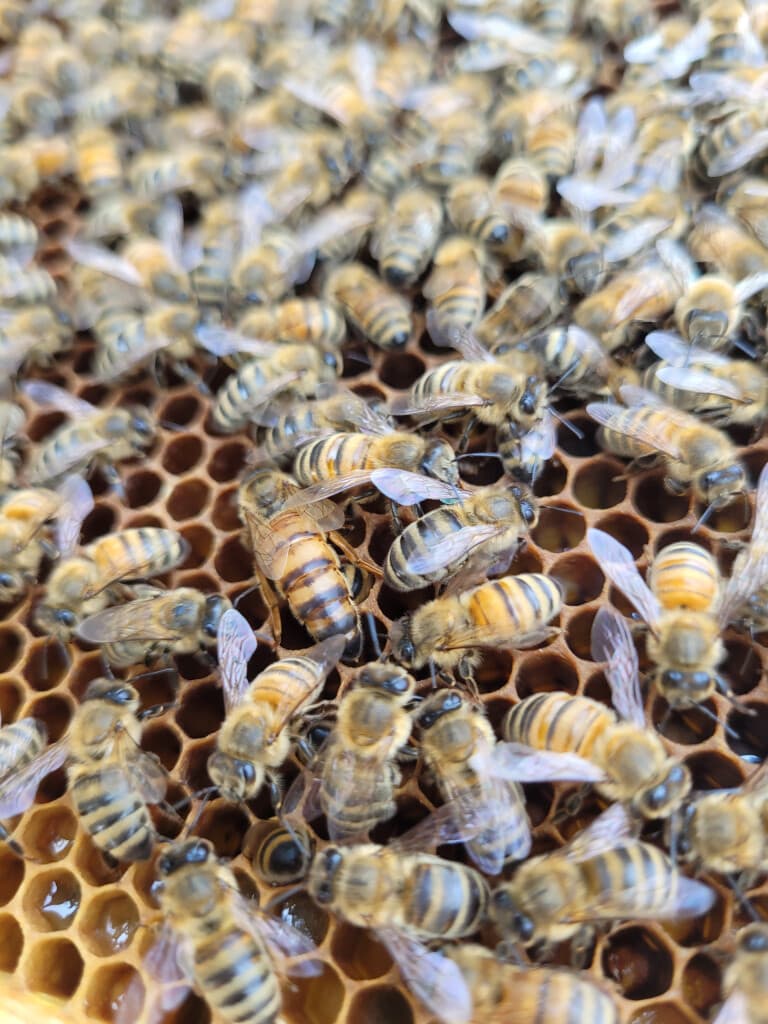 Inside the Hive: The Ultimate Honey Bee Encounter at Udderly Ridiculous Farm Life photo 2