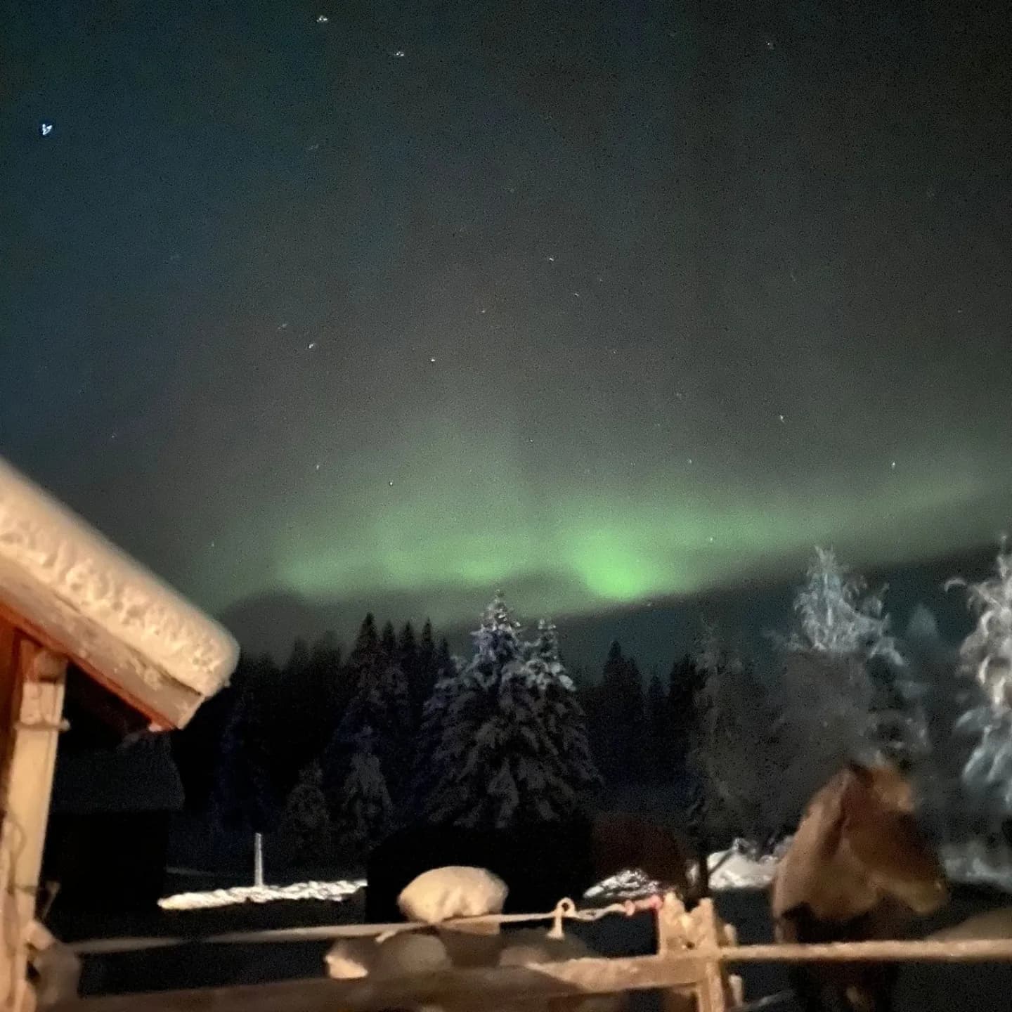 Horse Sleigh Drive Under the Northern Lights in Simo, Finland photo 2
