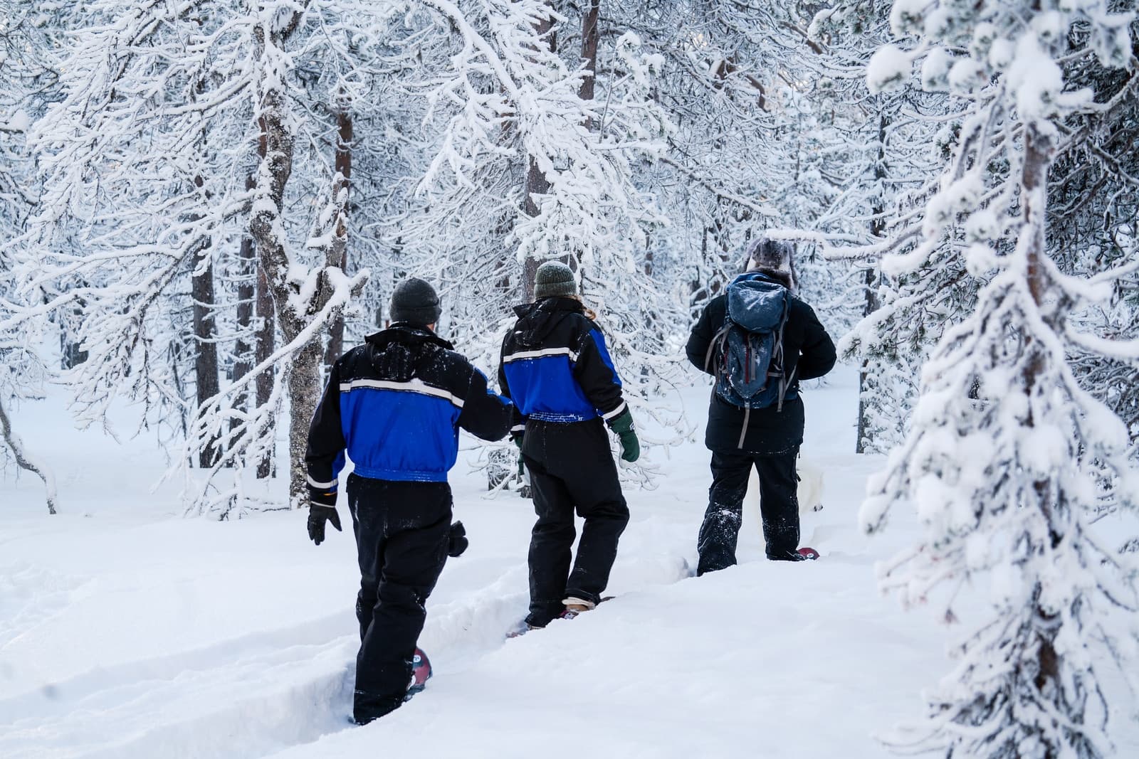 Snowshoeing Through Lapland’s Silent Forests: A 2-Hour Winter Walk from Northern Lights Village Pyhä photo 1