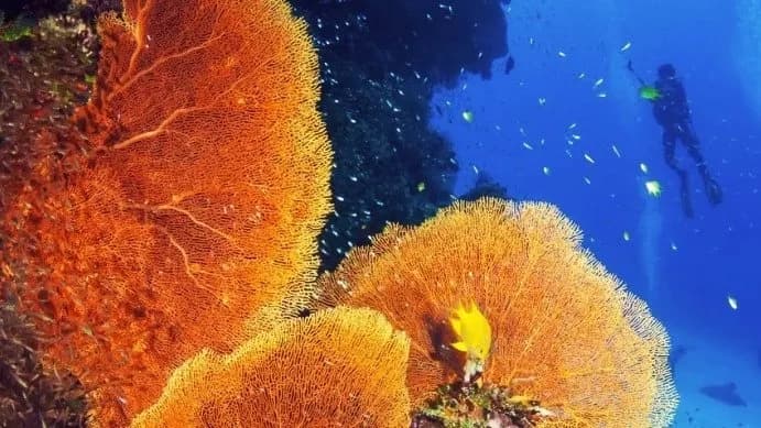 PADI Coral Conservation Diver Course: Hands-On Reef Restoration Near Newington CT photo 1