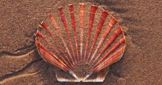 Scalloping Adventure in Crystal River: Gulf Snorkel & Bay Scallops photo 2