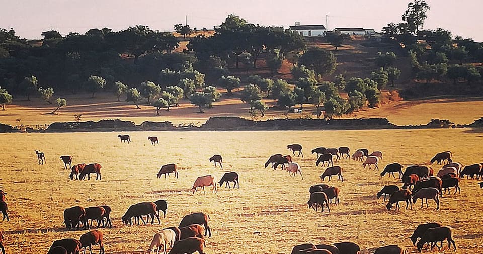 Historic Castle Tours & Scenic Land Adventures in Alentejo