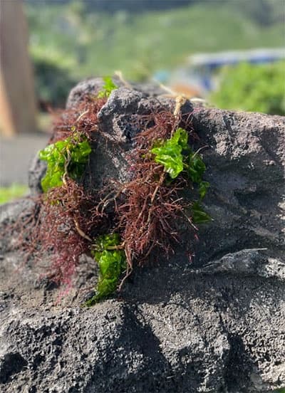 Hawaiian Limu Lei-Making at Sea Life Park