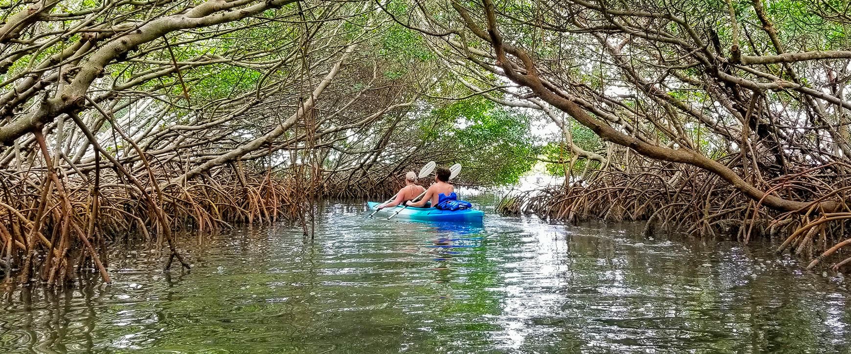 Island Kayak Tours' 50/50 Shell Key Adventure in Tierra Verde