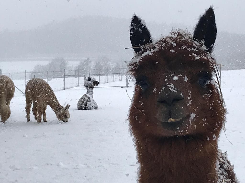 Winter Hiking with Alpacas at Alpakahof Grundner