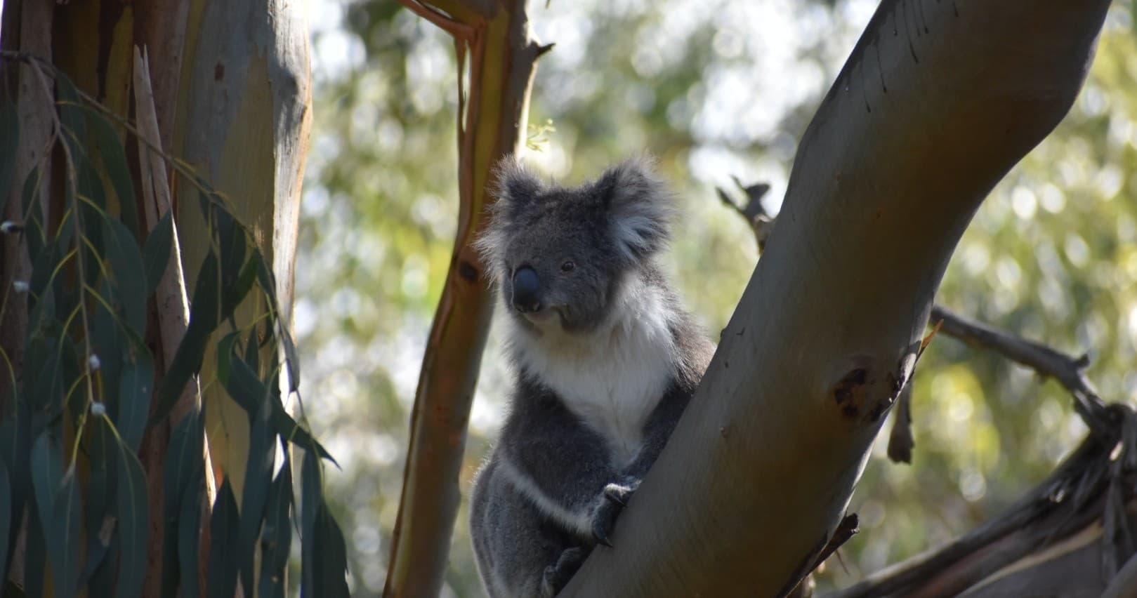 Wildlife & Coastal Adventure with Healesville & Phillip Island
