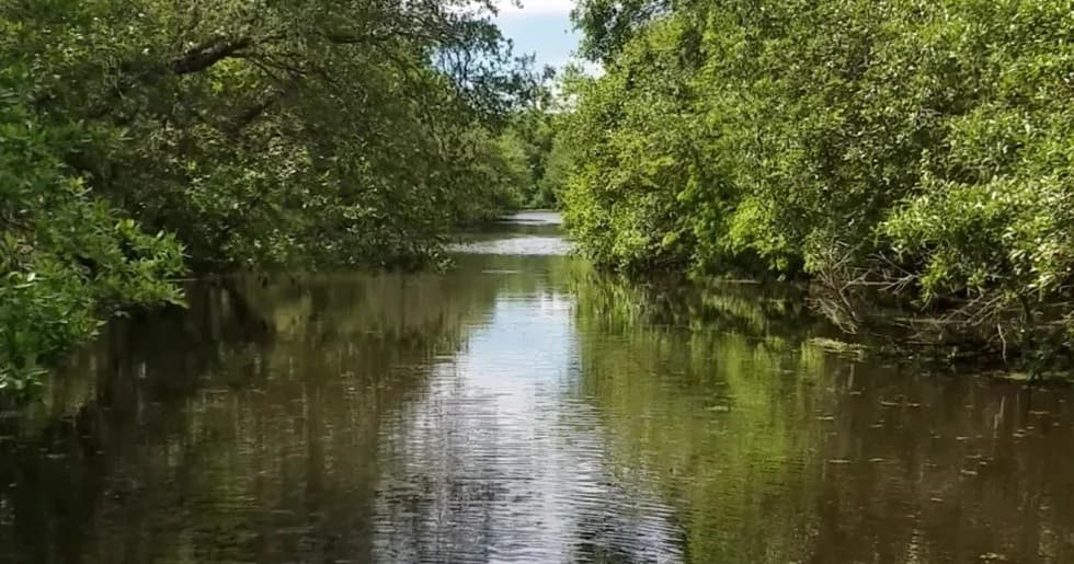 Scenic mangrove river view ideal for kayaking and wildlife tours
