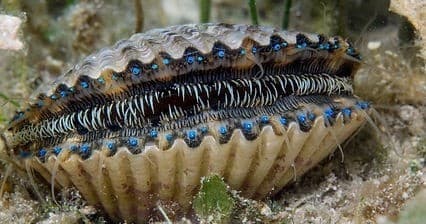 Half-Day Scalloping Excursion with Stars & Stripes Charters in Crystal River